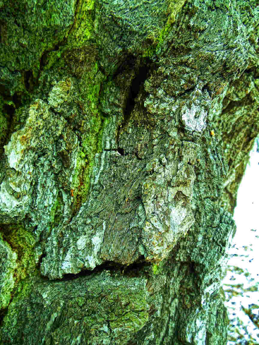 Tree Deva