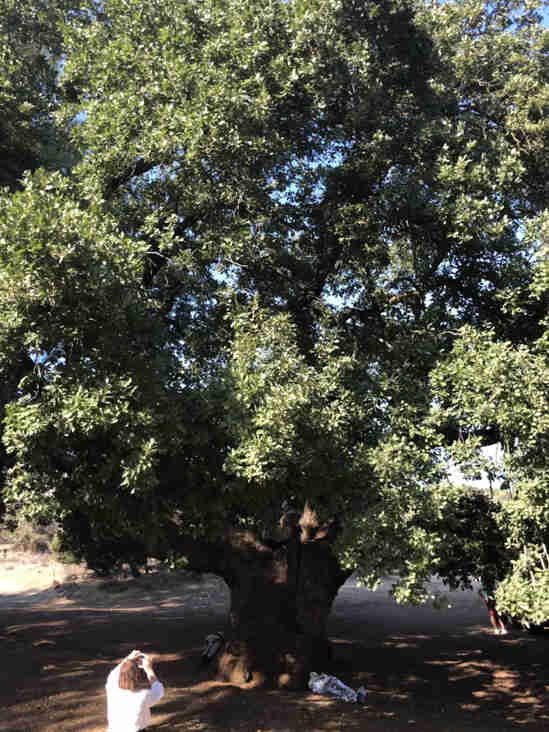Zypern_Speaking_Tree.JPG